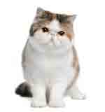 Chat race exotic shorthair