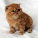 Chaton exotic shorthair