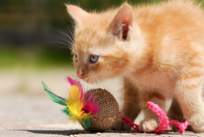 Jouer avec un chaton