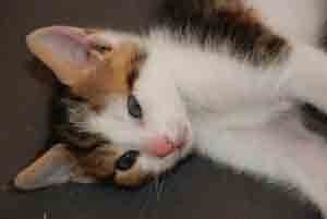 chaton tricolore ou calico