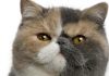 Exotic Shorthair chat de race