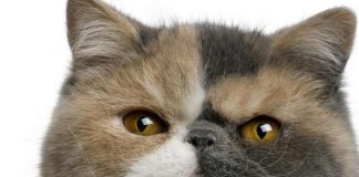 Exotic Shorthair chat de race