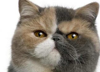 Exotic Shorthair chat de race