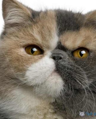 Exotic Shorthair chat de race