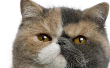 Exotic Shorthair chat de race