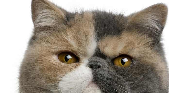 Exotic Shorthair chat de race