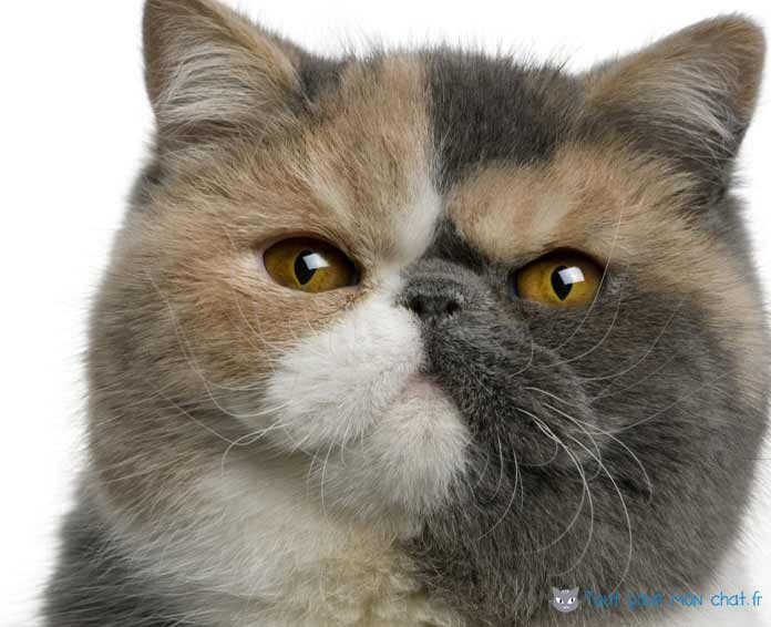 Exotic Shorthair chat de race