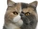 Exotic Shorthair chat de race