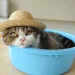 chat a la plage avec chapeau