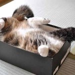chat dans boite a chaussure