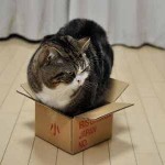 chat dans carton