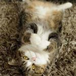 chat sur tapis