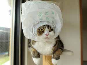 Chat japonais connu