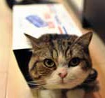 chat dans un carton