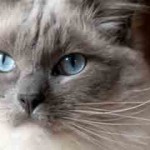 chat de race ragdoll