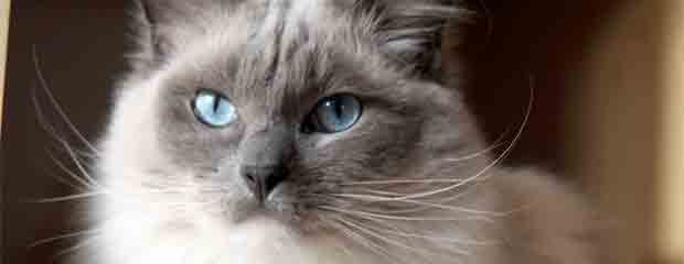 chat de race ragdoll