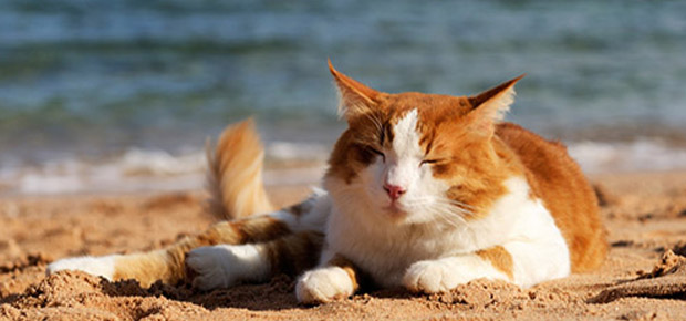 Voyager Avec Un Chat En Avion Train Voiture Ou Bateau Comment Faire