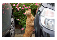 voyager en voiture avec un chat