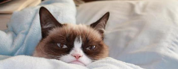 chat grumpy cat tard