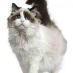 ragdoll chat adulte