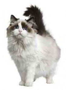 ragdoll chat adulte