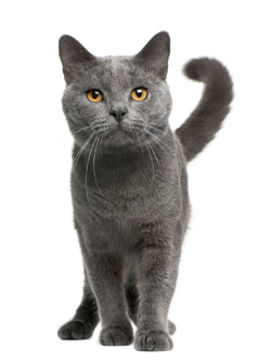 chat chartreux