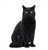 chat couleur noire