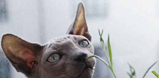 chat sphynx nu