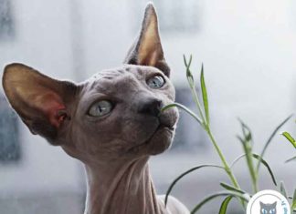 chat sphynx nu