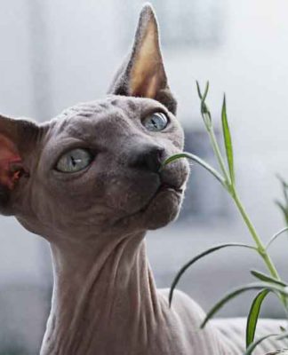 chat sphynx nu