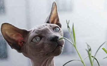 chat sphynx nu