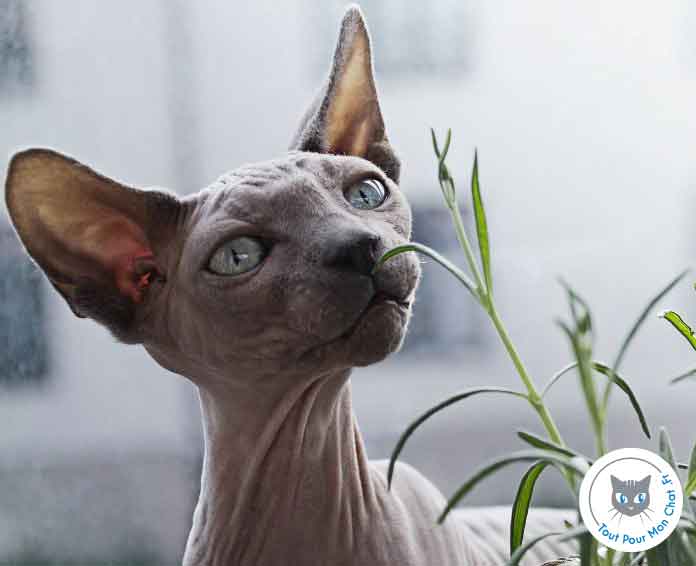 Chat Sphynx Une Race De Chat Sans Poil Ou Chat Nu Tout Pour Mon Chat