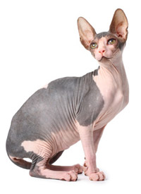 chat sphynx sans poil