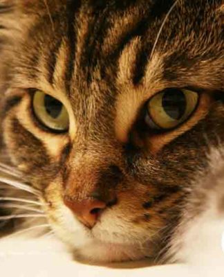 idees recues sur les chats