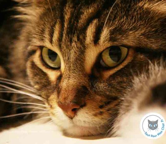 idees recues sur les chats