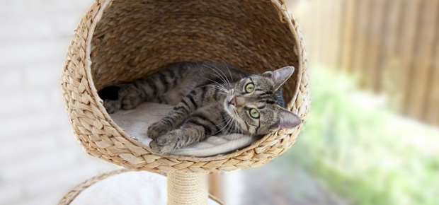 idéé pour faire arbre a chat