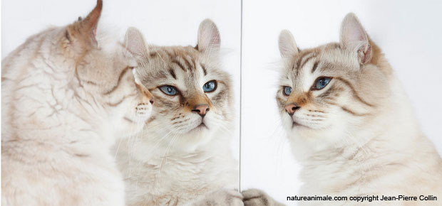 Interview Jean-PierreCollin chat American Curl photographe animalier