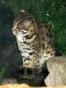 Un chat léopard du Bengale