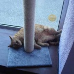 faire garder son chat en pension pour chat cats cocoon