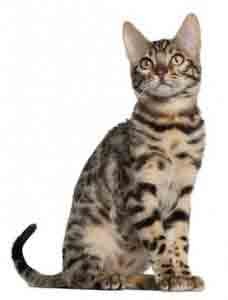 chat de race bengal