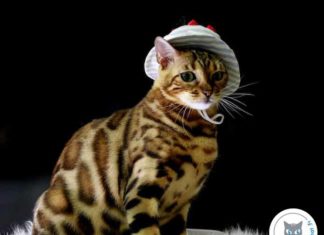 Deguisement chat pour déguiser son chat