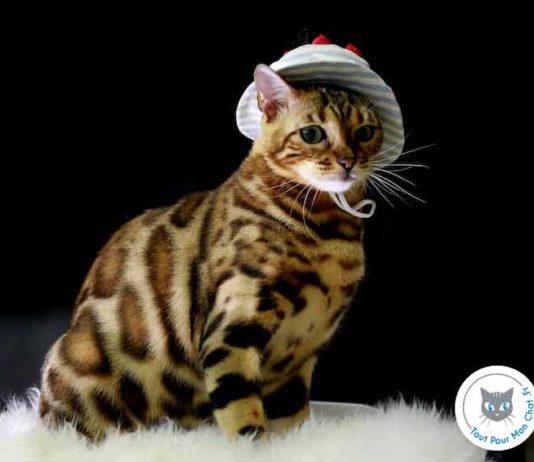 Deguisement chat pour déguiser son chat