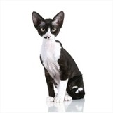 chat devon rex