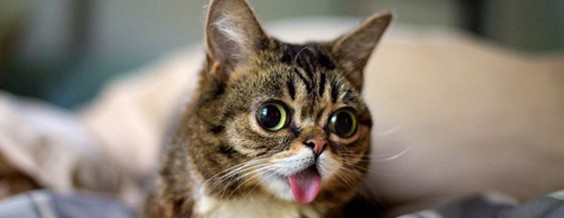 lil bub chat