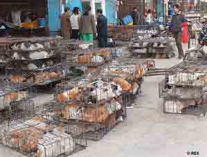 chat en cage en chine