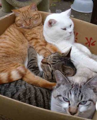 chat dans carton