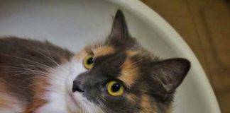 chat-dans-un-lavabo