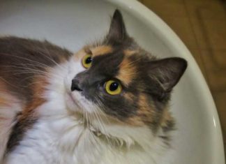 chat-dans-un-lavabo