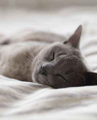 Comment destresser un chat