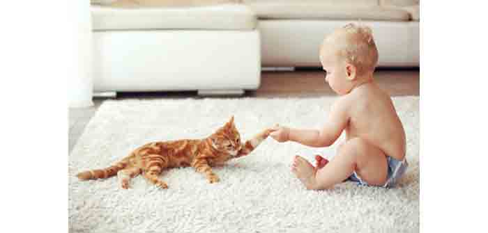 Bebe Et Chat Comment Gerer L Arrive D Un Bebe A La Maison Avec Son Chat